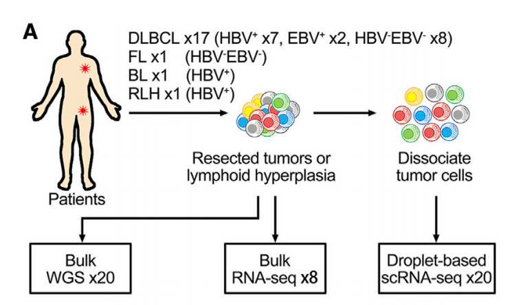 Cell Reports | 弥漫性大B细胞淋巴瘤的单细胞图谱